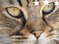 Jigsaw Puzzle Classic Jigsaw Puzzle Classic