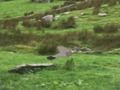 Pigeons Hunting 