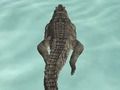 Crocodile Simulator Beach Hunt 