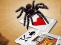 Jumping Spider 