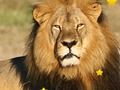 Animal Hidden Stars 