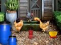 Poultry Farm Easter Escape 