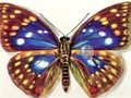 Differences Butterflies 