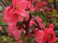 Spring Flowers: Hidden Objects 
