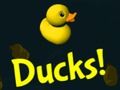 Ducks! 