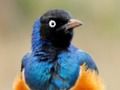 Animal Puzzle: Wildlife & Logic 