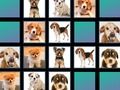 Animal memory 