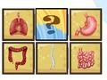 Human organ scanner 