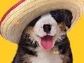 Funny Dog: Hidden Bones 