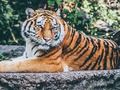 Jagi Puzzle 