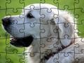 Jigsaw Puzzle Domesticated Animals 