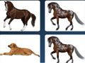 Pet memory problem 