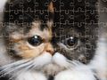 Exotic Cats Jigsaw Puzzle 