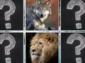 Memory Match Jungle Animals 
