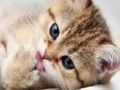 15 Picture Quiz 