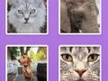 Picture Slider Animals Picture Slider Animals