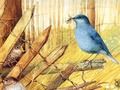Birds: art puzzles 