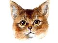 Abyssinian Puzzle Challenge 
