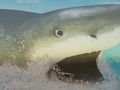 La Shark 