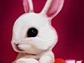 Back To School: Rabbit Coloring Book 