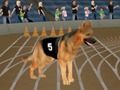 Crazy Dog Racing Fever 
