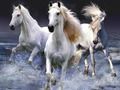 Horses Horses