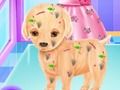 Baby Elsa Puppy Surgery 