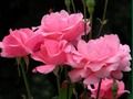 Pink Roses 
