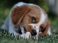 Doggy Jigsaw 