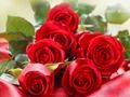 Red Roses 
