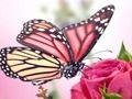 Butterflies Puzzle 