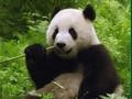 Pandas Puzzle 