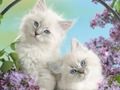 Funny Kitty 