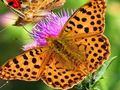 Butterfly Slide 