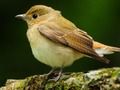 Lovable Birds 