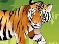 Angry Tiger Coloring 