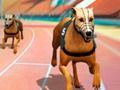 Crazy Dog Racing Fever 