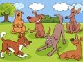 Animals Differences 