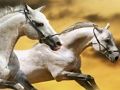 Running Horse Slide Running Horse Slide