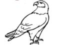 Eagle Coloring Book Eagle Coloring Book