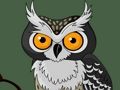 Cute Owl Memory 