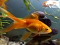 Gold Fish Jigsaw Puzzle 