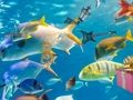 Hidden Objects: Tropical Slide 