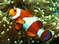 Underwater Hidden Numbers 
