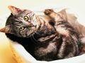 Funny Cats And Dogs Jigsaw Puzzle 