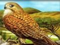 Birds Of Prey Puzzle 