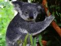 Cute Baby Koala Bear 