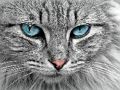 Cat Eye's Jigsaw 