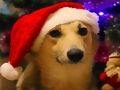 Funny Christmas Dogs Funny Christmas Dogs