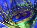Peacock Feather Jigsaw 